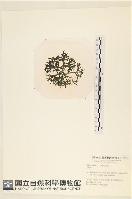 登錄號:A00005470藏品圖，第3張