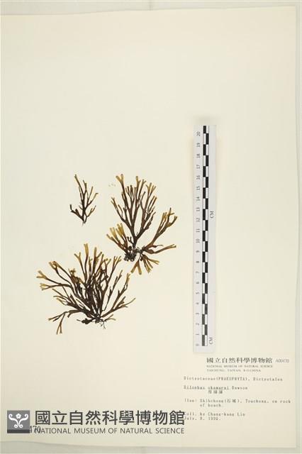 厚緣藻藏品圖，第1張