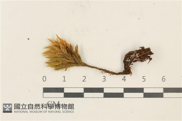 登錄號:B00013470藏品圖，第1張