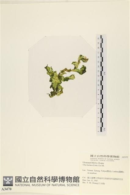 大石蓴, 石蓴藏品圖，第3張