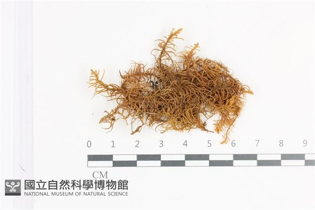 登錄號:B00009370藏品圖，第1張