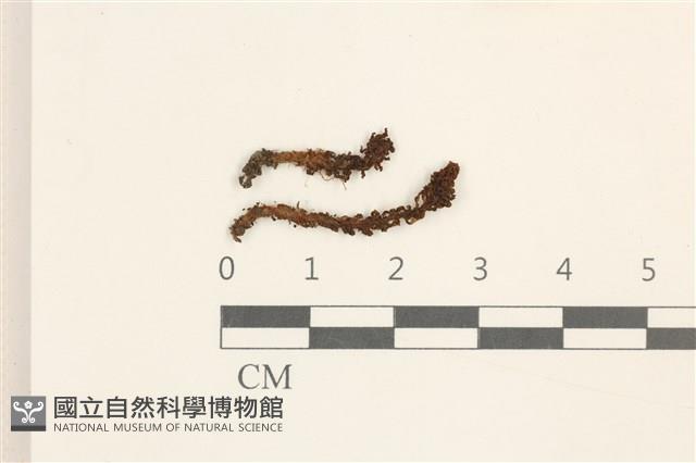 仙鶴蘚藏品圖，第1張