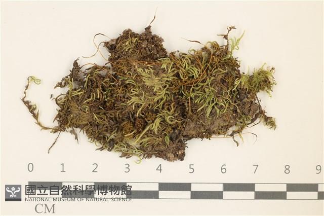 尖葉仙鶴蘚藏品圖，第1張