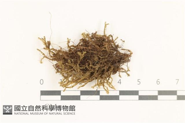 登錄號:B00019610藏品圖，第1張