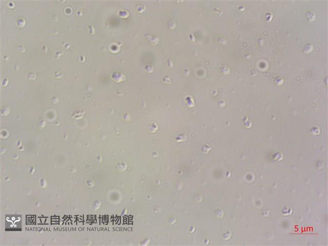 登錄號:A00004610藏品圖，第4張