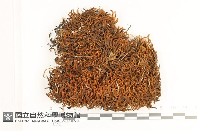 登錄號:B00019010藏品圖，第1張