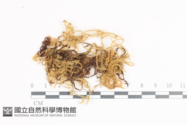 登錄號:B00009010藏品圖，第1張