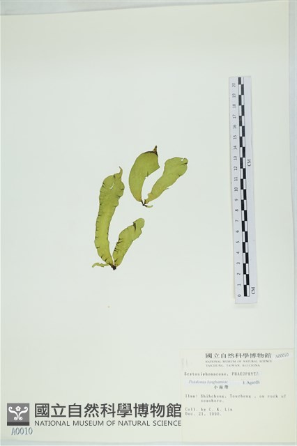 葉苔, 小海帶藏品圖，第3張