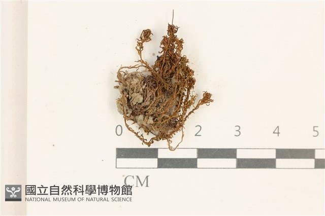 登錄號:B00015110藏品圖，第1張