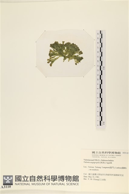 法囊藻藏品圖，第3張