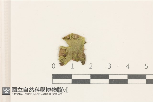 蛇苔藏品圖，第1張
