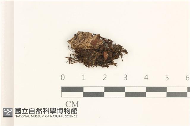 登錄號:B00019510藏品圖，第1張