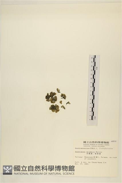 浮網藻, 肋葉藻藏品圖，第3張