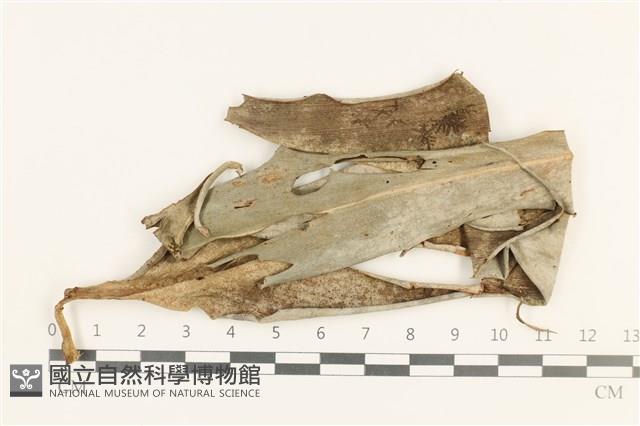 登錄號:B00008410藏品圖，第1張