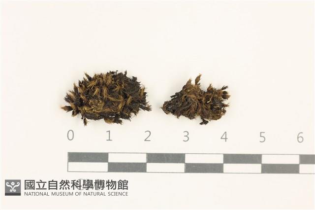 毛尖曲柄蘚藏品圖，第1張