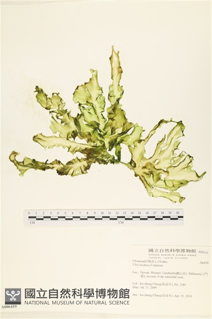 大石蓴, 石蓴藏品圖，第1張