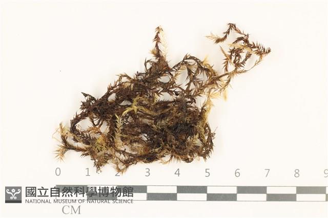 登錄號:B00011410藏品圖，第1張