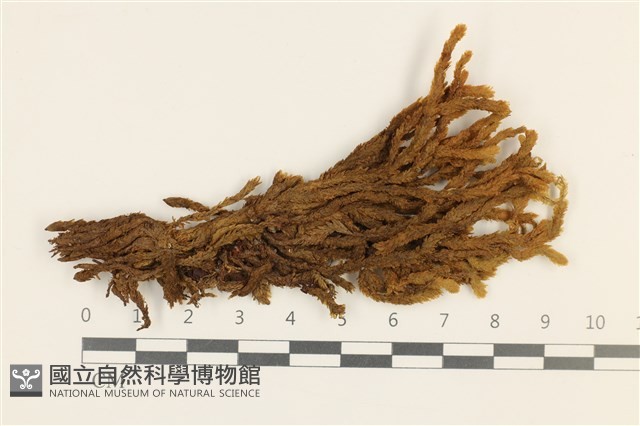 登錄號:B00013410藏品圖，第1張