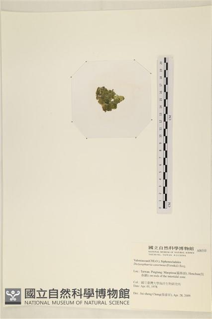 網球藻藏品圖，第3張