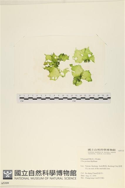 石蓴藏品圖，第1張