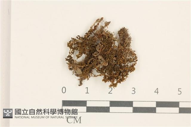 卷葉仙鶴蘚藏品圖，第1張