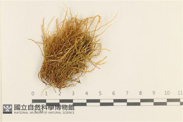 濕原蘚藏品圖，第1張