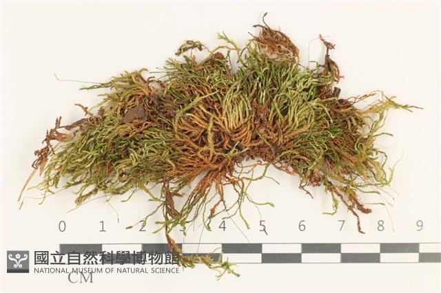 登錄號:B00012690藏品圖，第1張