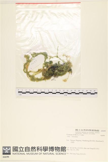 網石蓴藏品圖，第1張