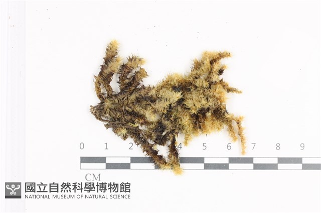 大灰氣蘚藏品圖，第1張