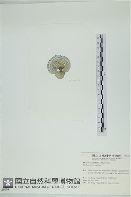 小團扇藻藏品圖，第3張