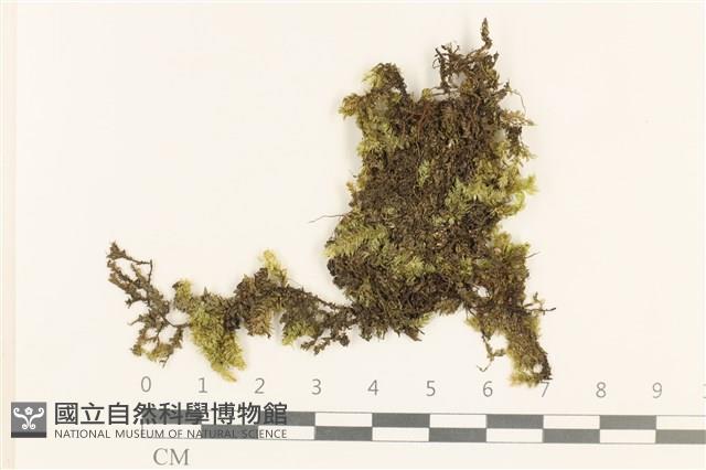 登錄號:B00021690藏品圖，第1張