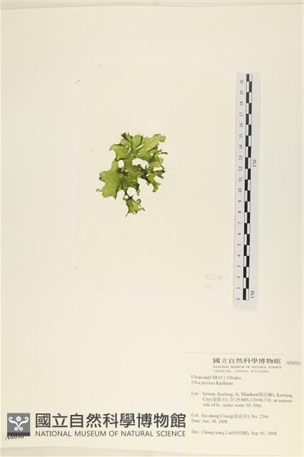 石蓴藏品圖，第3張