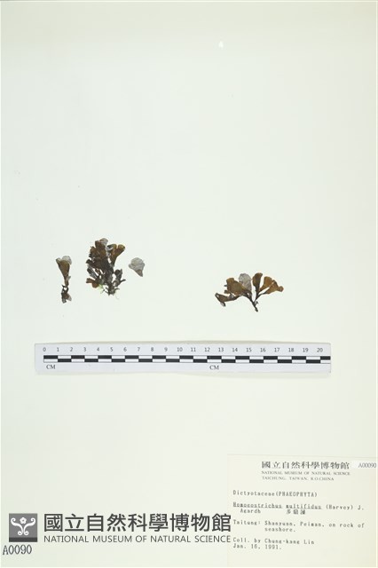 多扇藻藏品圖，第1張