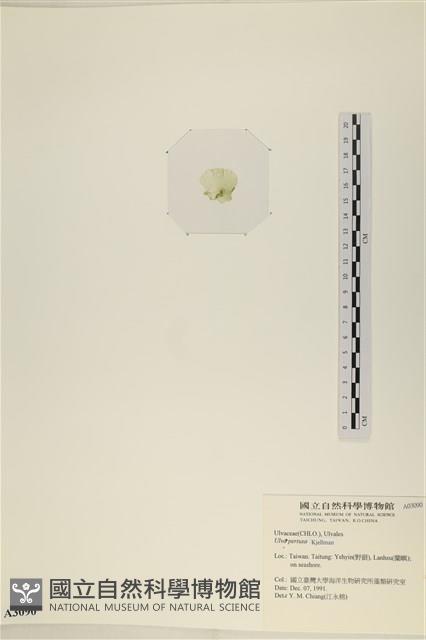 石蓴藏品圖，第3張