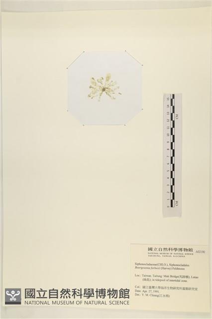 曲玉藻, 香蕉菜, 玉茄藻藏品圖，第3張