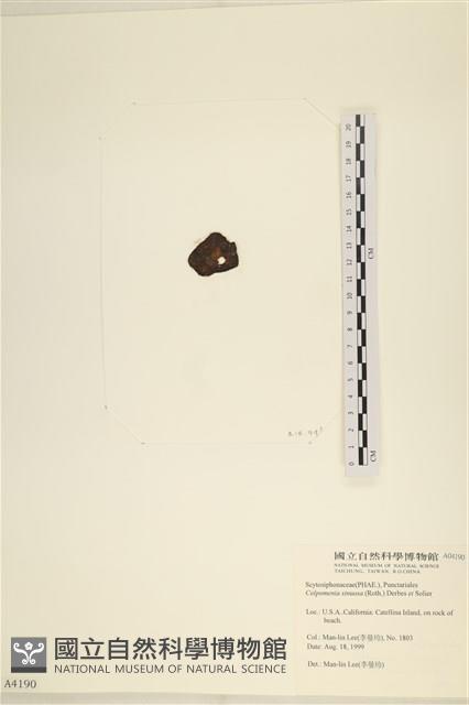 袋苔, 囊藻藏品圖，第3張