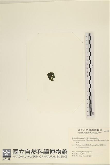 袋苔, 囊藻藏品圖，第3張