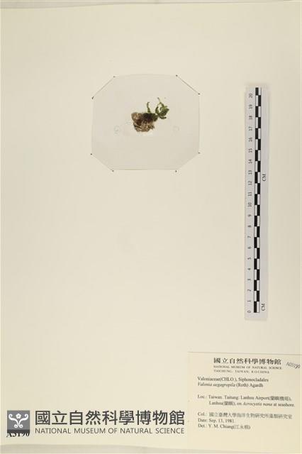 法囊藻藏品圖，第3張