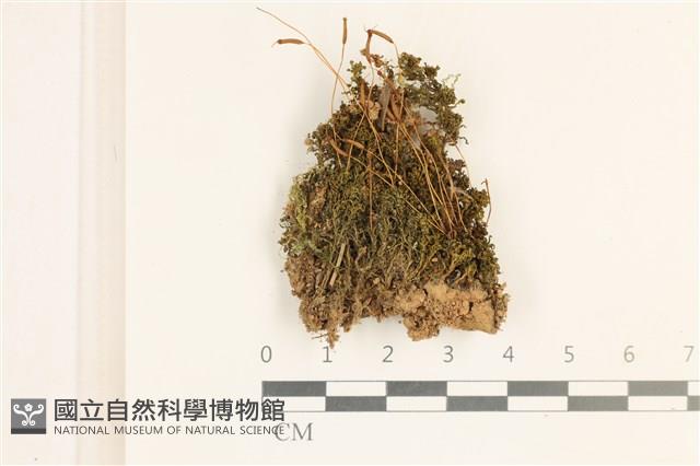 登錄號:B00012590藏品圖，第1張