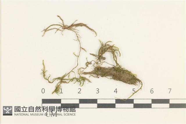 登錄號:B00009590藏品圖，第1張