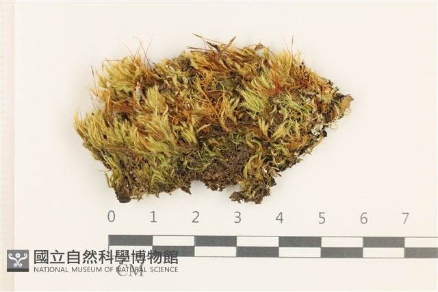 羽枝青蘚藏品圖，第1張