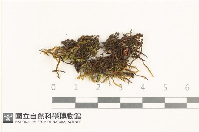 登錄號:B00015590藏品圖，第1張