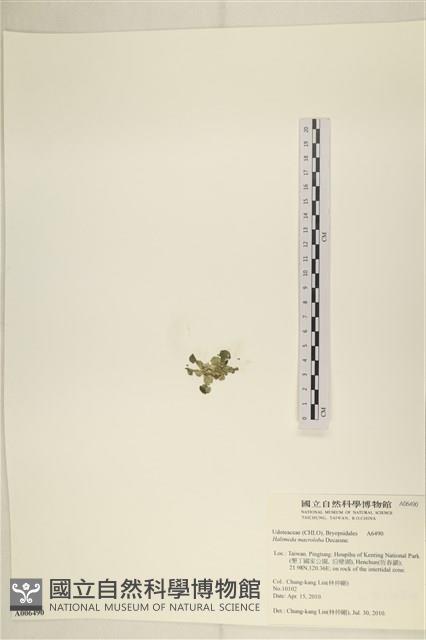 大葉海仙人掌, 大葉仙掌藻藏品圖，第3張