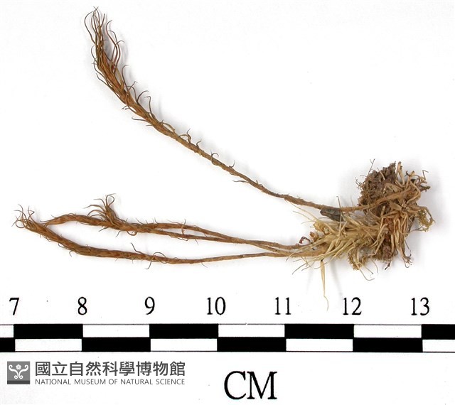 登錄號:B00004490藏品圖，第1張