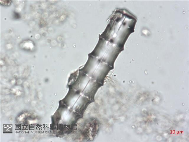 登錄號:A00004490藏品圖，第3張