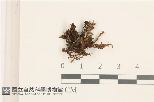 仙鶴蘚藏品圖，第1張
