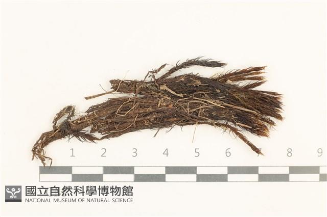 東亞曲柄蘚藏品圖，第1張