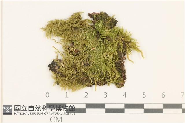 卵葉青蘚藏品圖，第1張