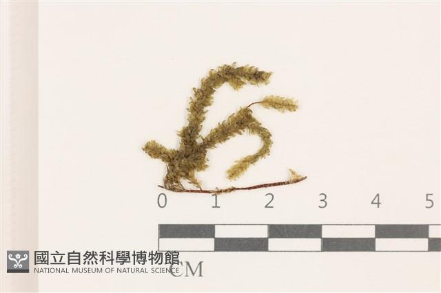 登錄號:B00004790藏品圖，第1張