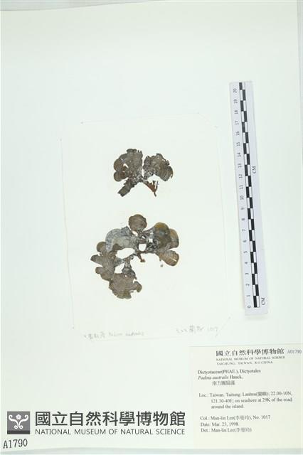 南方團扇藻藏品圖，第1張